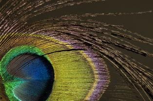 皇虎娱乐,引领娱乐新风尚，打造多元化娱乐体验