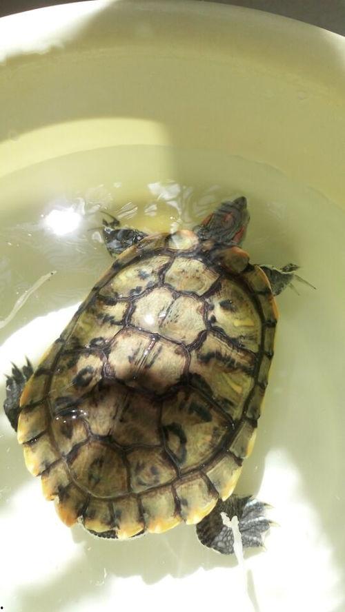 养龟的照片